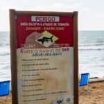 Tom Winslow Law Firm Sharks test positive for cocaine off Brazil's coast